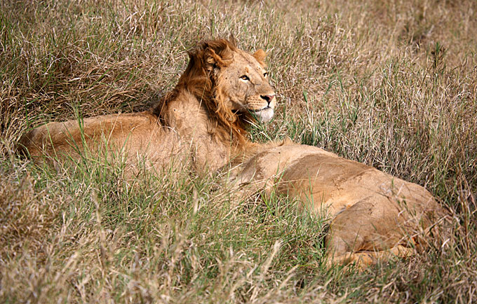 lions brothers sleeping
