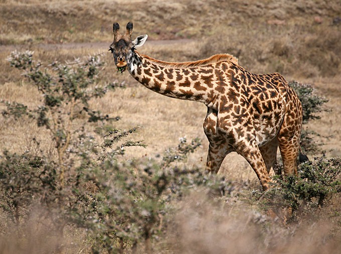 maasai giraffe