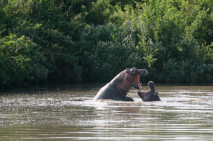 hippo mother and a baby