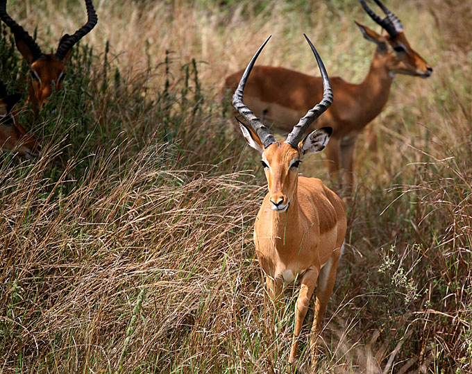 impala Aepyceros melampus