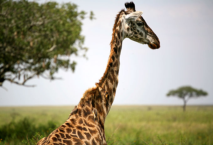 birds on a giraffe