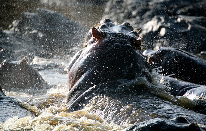 hippos bathing