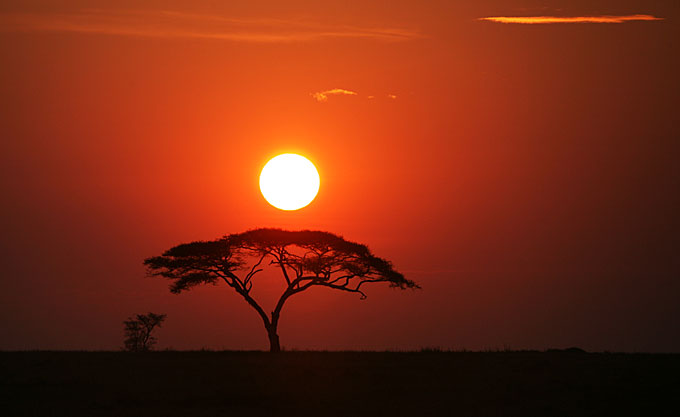 african sunset acacia tree