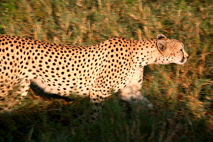 cheetah running