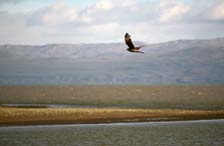 Caracara flying over Laguna Nimes, Lago Argentino