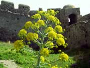Растение у стены Монемвасии