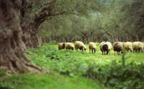 Овцы в оливковой роще под Спартой