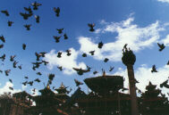 Птицы у храма в Катманду