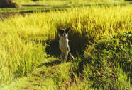 Пес на рисовом поле