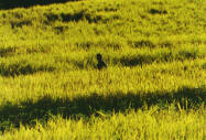 Мужик в рисовом поле