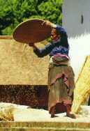 Женщина просеивает кукурузу
